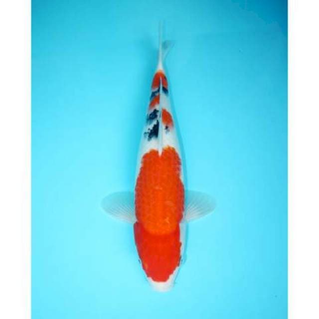 SANKE 32 CM