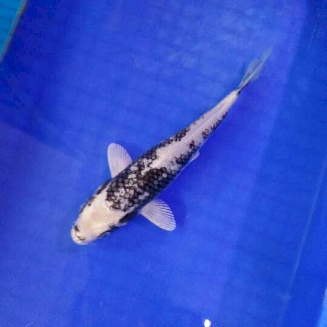 matsukawabake 21cm