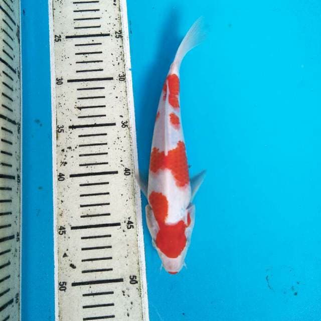 Kohaku siap terjun