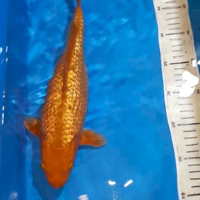 ORANGE GINDRIN BERPUNUK 34 CM