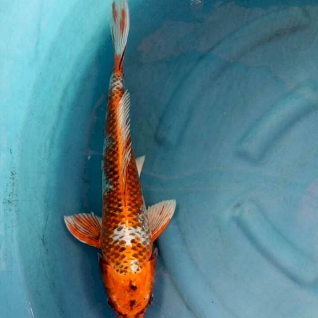 Kujaku 50 cm