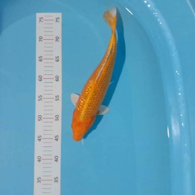 **yambu 34cm**