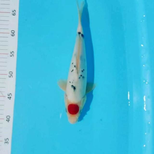 **tancho sanke 28cm**