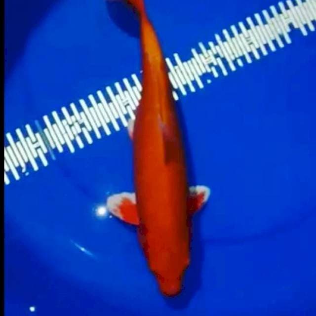 **aka hajiro 35cm**