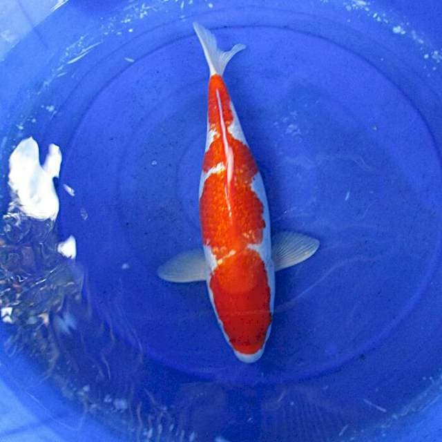 Kohaku ginrin ±38cm