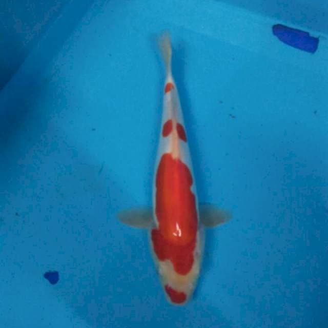 kohaku doit murni