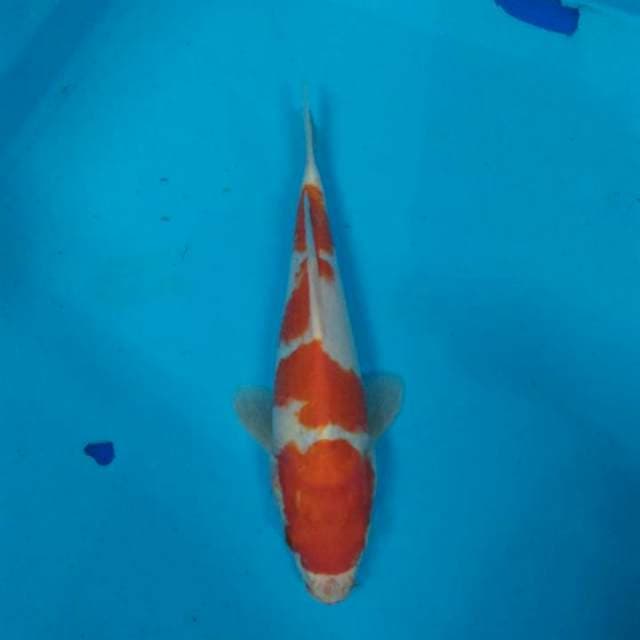 kohaku