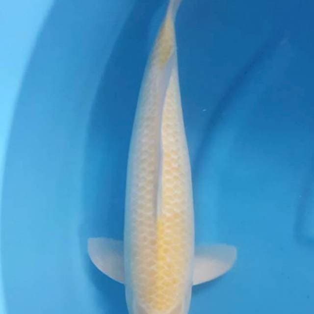 karashi import marusei serti