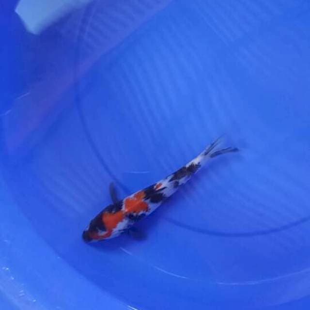 Showa 23cm