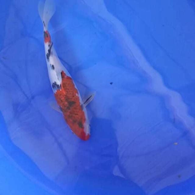 Goromo sanke 27 cm