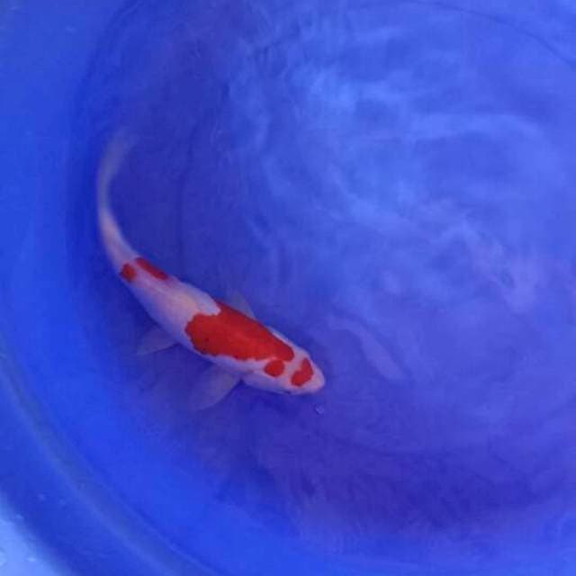 Kohaku 28cm