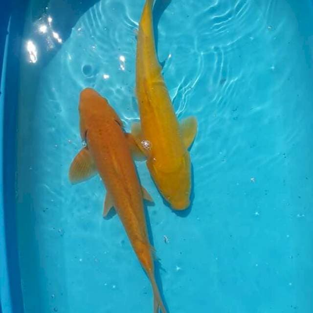 karasi 41. 42 cm jantan