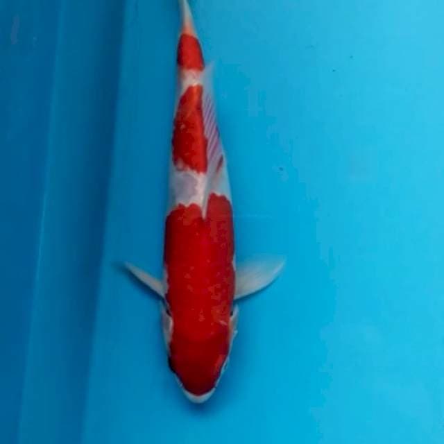 kohaku 30cm 3step warna tajam