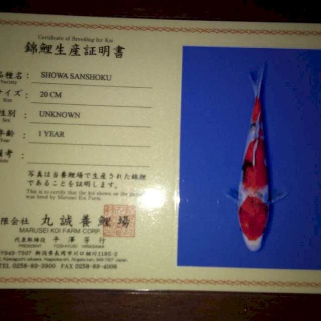 Showa Sanshoku (Marusei) 20cm. Import dan Sertifikat