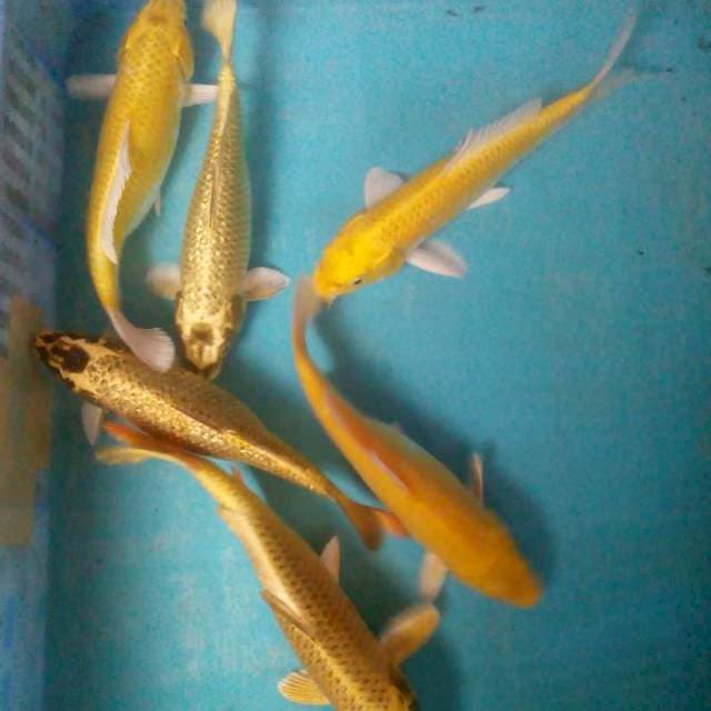 Campurginrin21-24cm