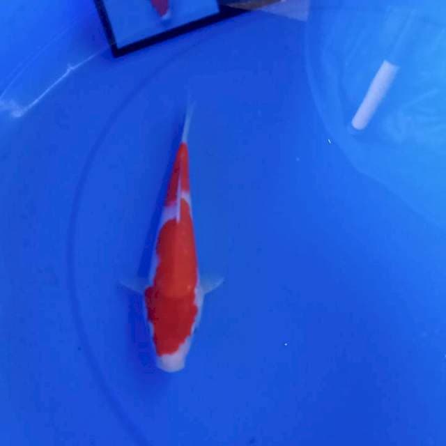 Kohaku import serti 21cm