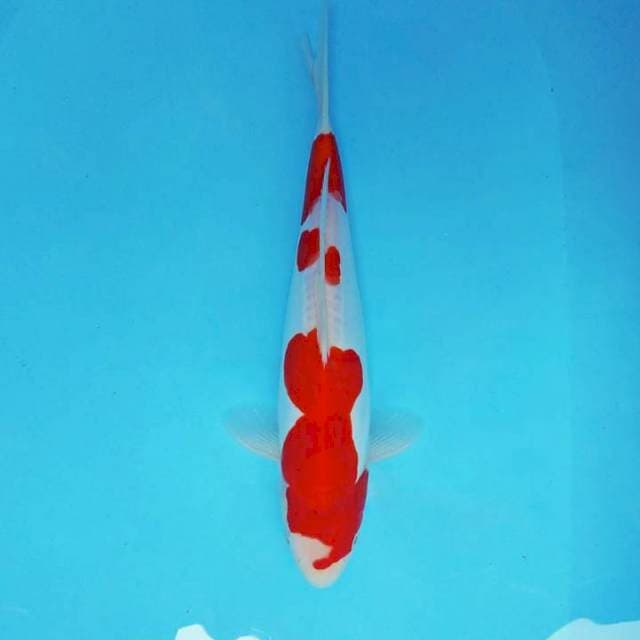 ZERO 2 - KOHAKU DOITSU MURNI ®