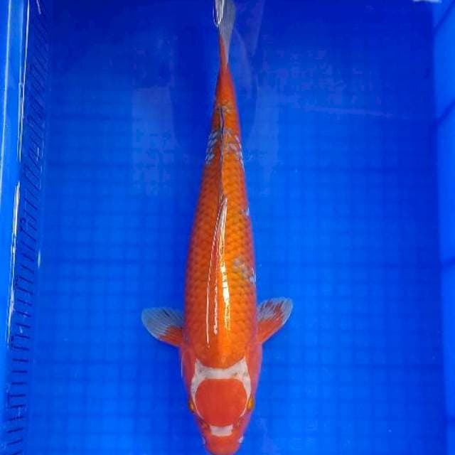 MARUTEN OCHIBA 45 CM