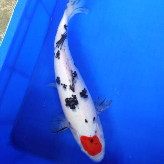 Tanco sanke 36cm H W C (S of T)