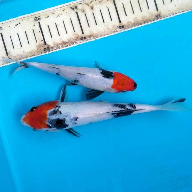 X12 Duo Tancho Showa Ori Bahan