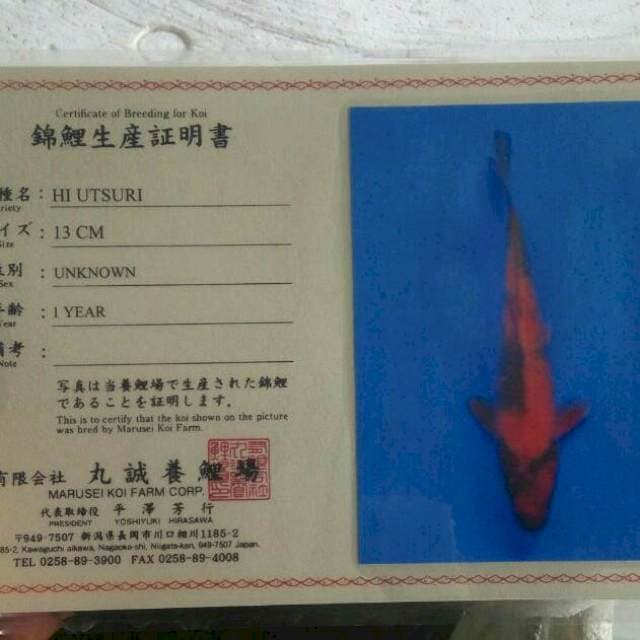 Hi utsuri marusei