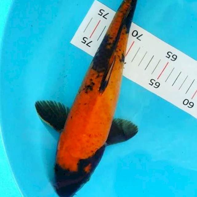Udsury 28cm