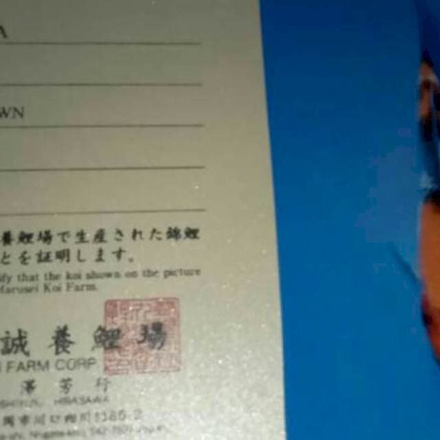 Showa marusei
