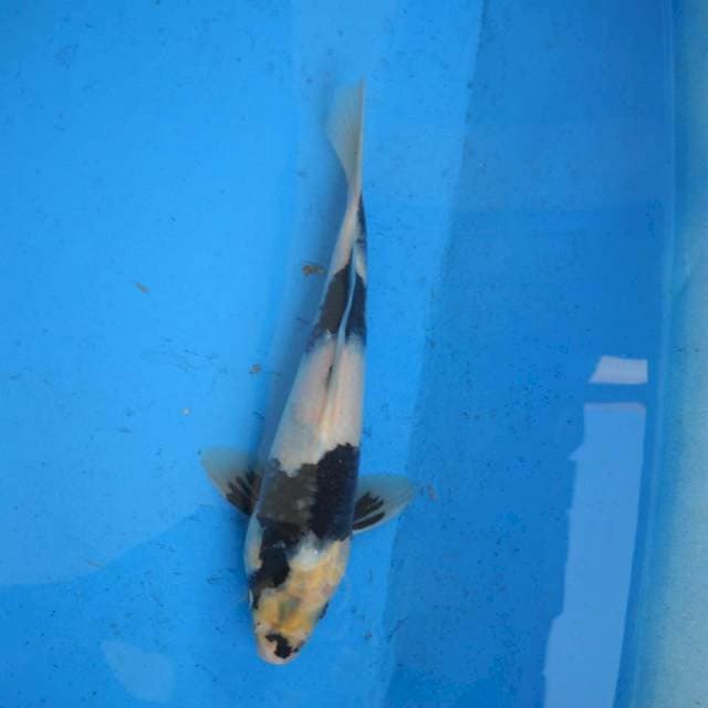Shiro F1