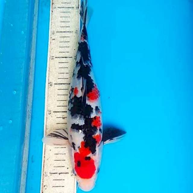 Sanke 34cm