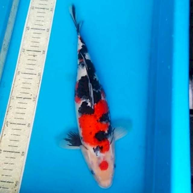 Marutin Sanke 34cm