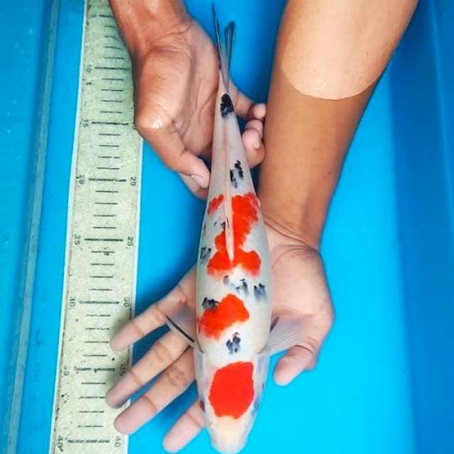 Maruten Sanke 34cm