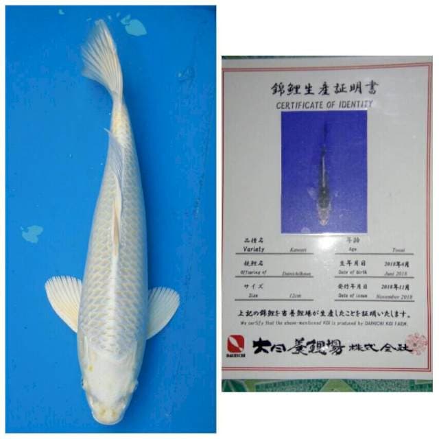 Dainichi Botan
