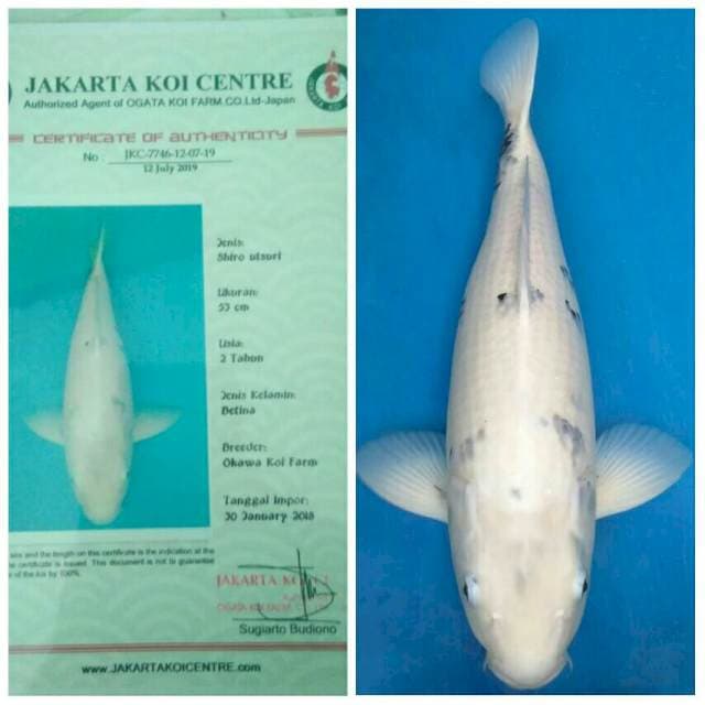 Okawa Jumbo Female Shiro