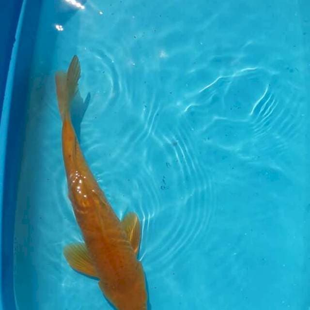 karasi 40 cm