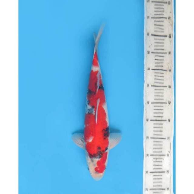 Showa Tategoi F1 , Male , 40cm