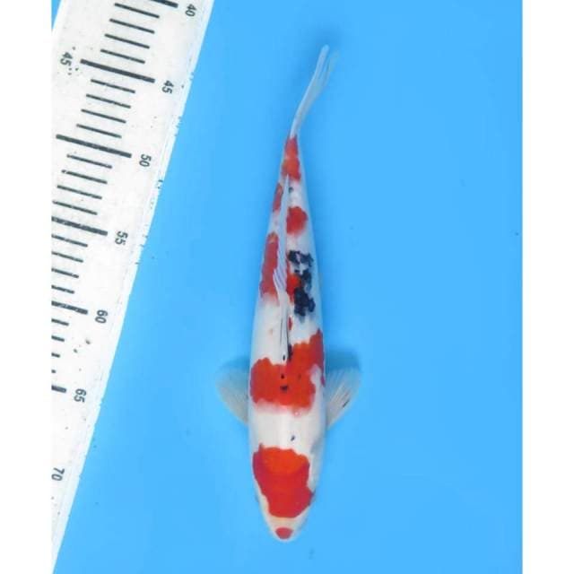 Sanke Ceplok - 30cm