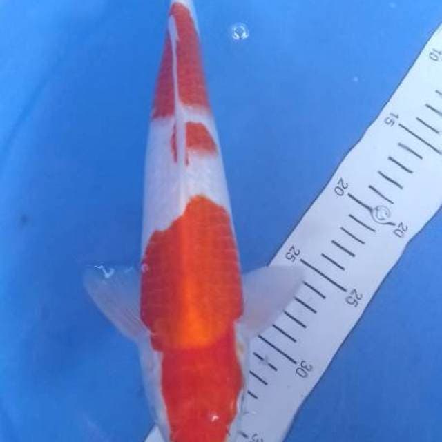 Kohaku 35cm