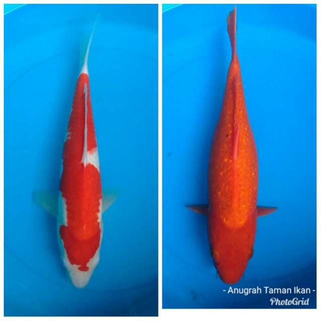 Duo kohaku dan benigoi ginrin