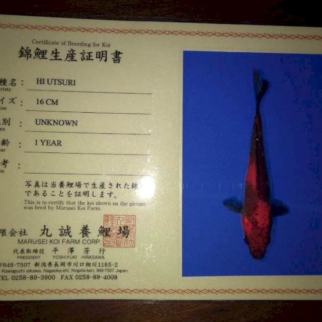 Hi Utsuri (Marusei) 16cm. Import dan Sertifikat