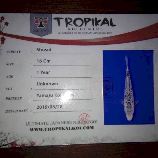 Shusui 16cm (Yamaju). Import dan Sertifikat