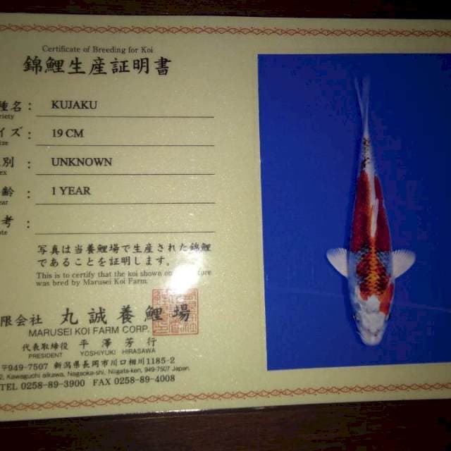Kujaku 19cm (Marusei). Import dan Sertifikat