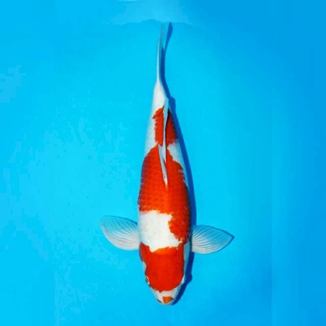 Kohaku f1