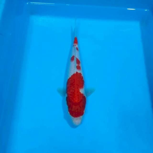 Kohaku merah pekat