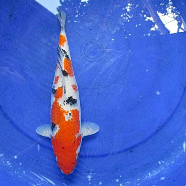 Sanke subosumi ±30cm