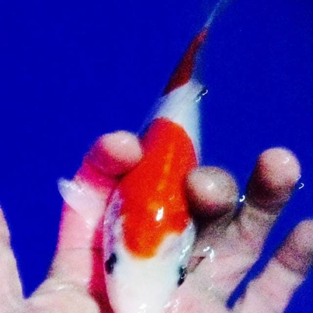 si cantik kohaku 2 step