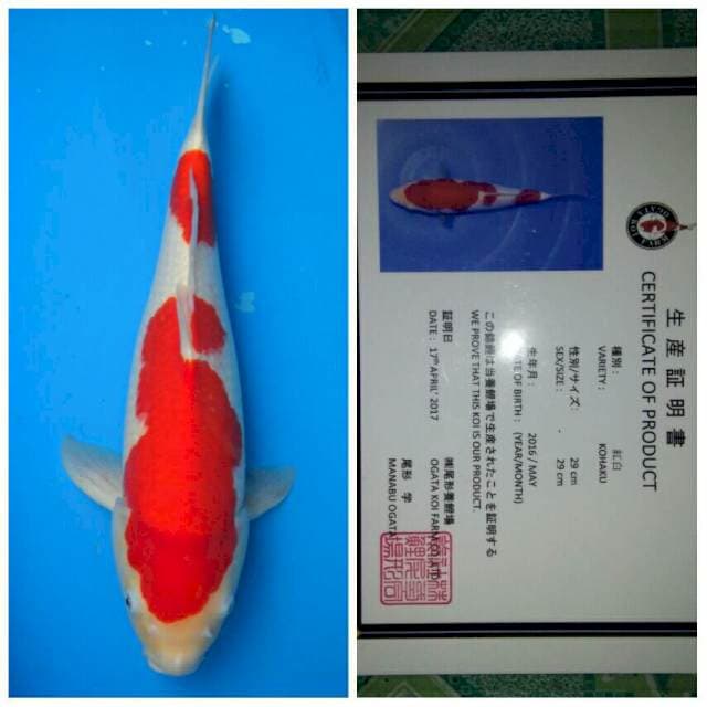 Ogata Jumbo Female Kohaku