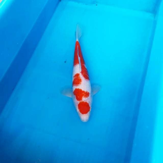 NJK - MARUTEN KOHAKU ORIGINAL