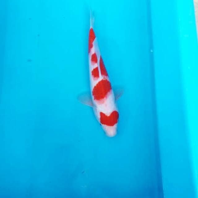 NJK - YONDAN KOHAKU