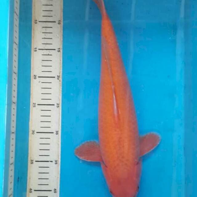 penjinak kolam pink 41 cm