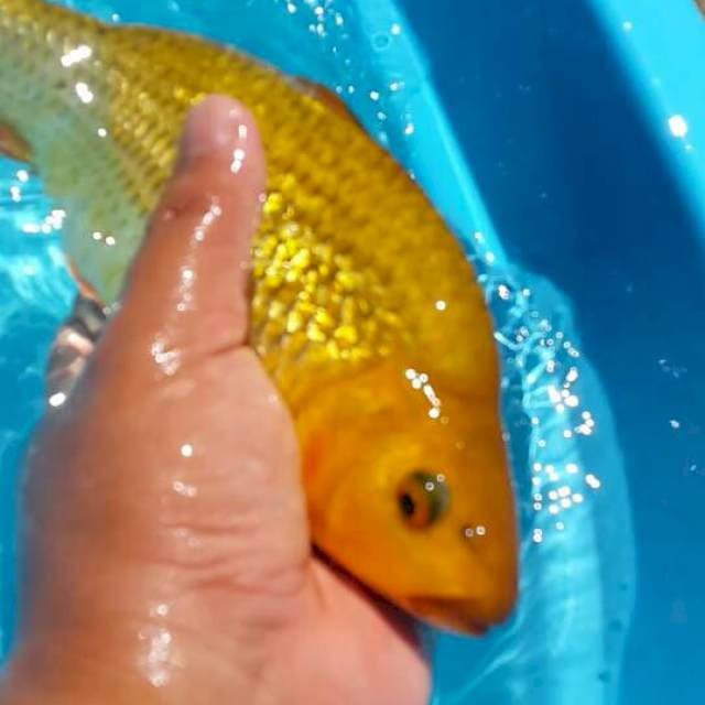 tembaga ginrin berpunuk 28 cm